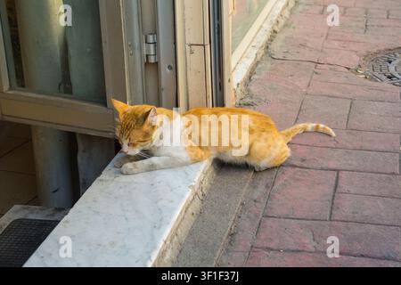 A ginger & white tabby cat sleeps on the threshold of a shop in the Bulbul district of Beyoglu in Istanbul, Turkiye. Calm, well-cared-for Stock Photo