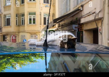 A street cat sleeps peacefully on the roof of a parked car in the Kilicali Pasa area of Beyoglu in Istanbul, Turkiye. A brown-black tabby & white cat Stock Photo