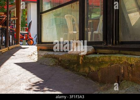 A street cat in the Cukurcuma area of Beyoglu in Istanbul, Turkiye. Mostly white with ginger patches on his head & tail, he is sleeping happily Stock Photo