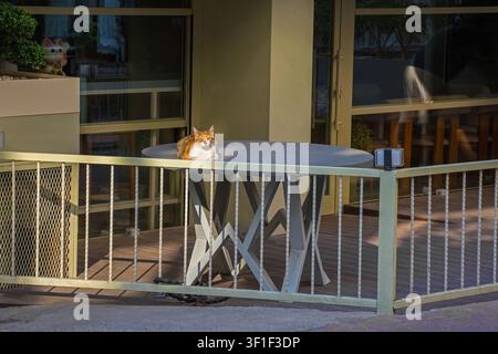 A street cat in the Galata area of Beyoglu in Istanbul, Turkiye. The ginger, brown & white tabby is sitting in loaf-posture in a patch of sunlight Stock Photo
