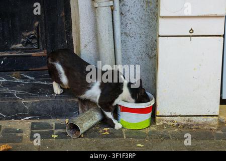 A street cat drinks water from a plastic tub in Kuzguncuk area of Uskudar, Istanbul, Turkiye. A black & white bicolour tuxedo cat Stock Photo