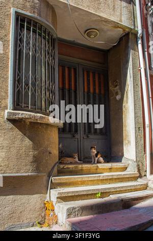 Two street cats relax in the shade of a doorway in Beyoglu, Istanbul, Turkiye. A pale ginger tabby with white chest & legs, & a calico cat Stock Photo
