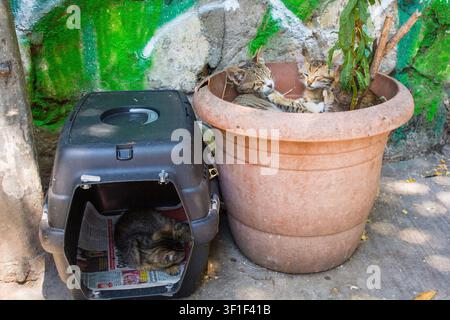 Street kittens in Kilicali Pasa district, Beyoglu, Istanbul, Turkiye. A family of cats. 2 kittens in a planter, 1 in a pet carrier with door removed Stock Photo