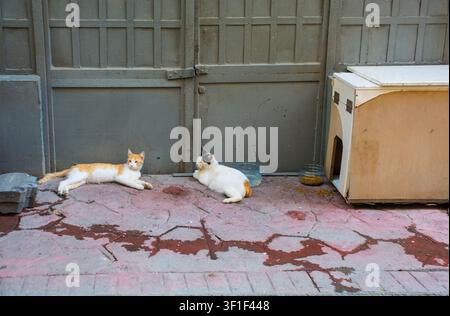 2 street cats resting on a sidewalk in Sehit Muhtar district, Beyoglu, Istanbul, Turkiye. Food, water, homemade wooden cat shelter supplied by locals Stock Photo