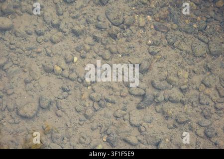 A top-down overhead shot showing small river stones, pebbles, and fine sand submerged under a clear layer of shallow water in a flowing stream bed on Stock Photo