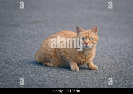 Cute ginger Cat sitting on the backyard and looking at camera. Horizontal image with selective focus. Stock Photo