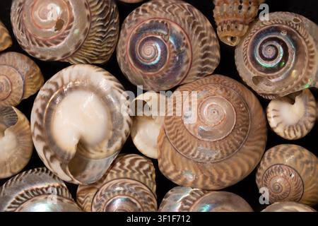 Detailed top-view texture background of various sea snail shells featuring soft brown, cream, and pink hues. Marine life stock photo. Stock Photo