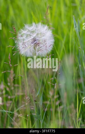 Large fluffy salsify seed head, dandelion, standing elegantly in a vibrant green meadow during a sunny summer day. Fluffy dandelion. Stock Photo