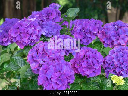 Showy Hydrangea macrophylla flower heads featuring rich purple florets accented by delicate pink petal edges. Vibrant hortensia blooms in full summer Stock Photo