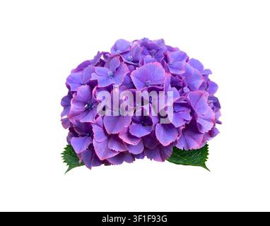 Large Hydrangea macrophylla bloom featuring rich purple florets with delicate pink petal edges isolated on white. Vibrant hortensia flower head captur Stock Photo