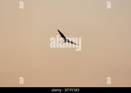 Gray heron in flight against sunrise sky Stock Photo