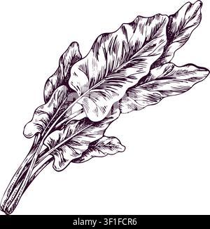 Beet leaves in hand drawn ink sketch style. Vintage engraved illustration of beetroot top. Organic vegetable for healthy vegetarian nutrition Stock Vector