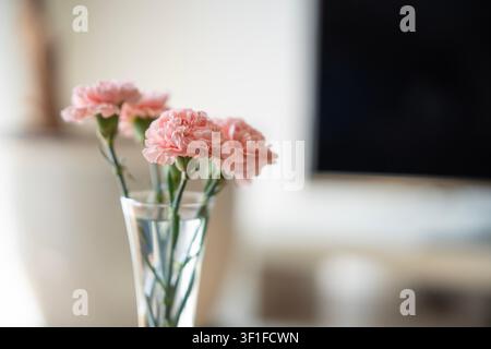 Soft pink carnations in clear glass vase on wooden table in bright home interior, minimal floral decoration with copy space. High quality photo Stock Photo