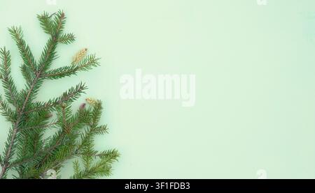 Fresh Green Spruce Branches With Young Cones On Soft Pastel Background And Copy Space Stock Photo