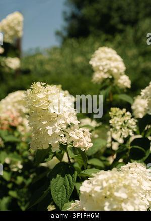 White panicle hydrangeas blooming in a sunny garden Stock Photo