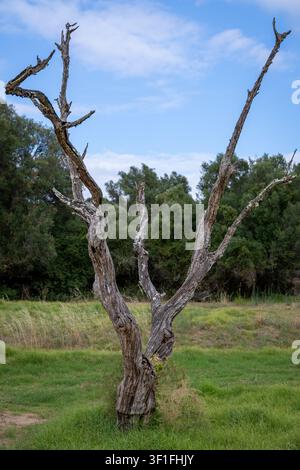 A solitary, ancient, and weathered dead tree with intricate, gnarled branches is set against a backdrop of lush green foliage and a partly cloudy sky Stock Photo