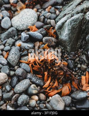 Bright orange seaweed on wet beach stones in Newfoundland Stock Photo