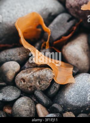 Close up of golden seaweed on wet smooth rocks in Newfoundland Stock Photo