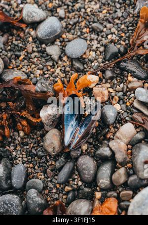 Open mussel shell on a rocky beach with seaweed Stock Photo