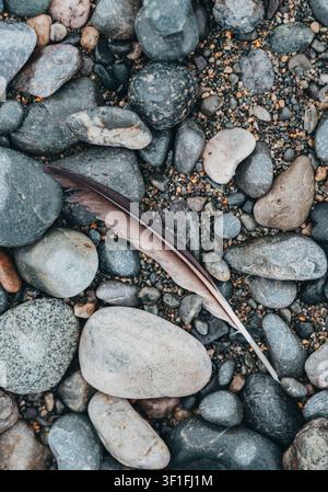 A single bird feather on a rocky pebble beach in Newfoundland Stock Photo