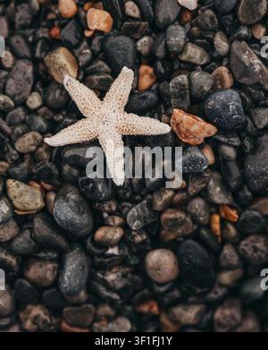 Close up of white sea star starfish skeleton on wet beach rocks Stock Photo