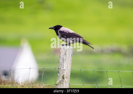 A hooded crow, Corvus cornix, perched on a fence post on the island of Fetlar, Shetland. Stock Photo