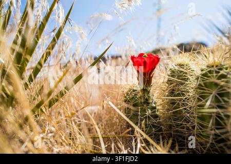 Red cactus flower blooming in golden grass Stock Photo