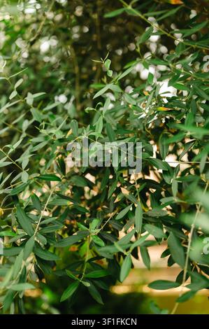 Lush green foliage of an olive tree Stock Photo