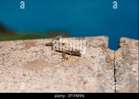 Close-up of a Madeira wall lizard on sunlit stone with blurred ocean Stock Photo