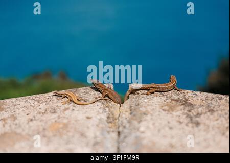 Three Madeira wall lizards resting on a stone wall Stock Photo