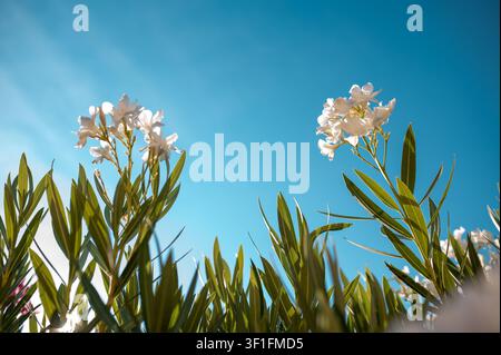 White oleander flowers bloom against a bright blue sky on a sunny day Stock Photo