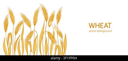 Golden wheat ear background or banner. Cereal grain spikelet and stalk pattern for bakery bread beer packaging and organic label or frame design. Agriculture harvest farm template. Vector web banner Stock Vector