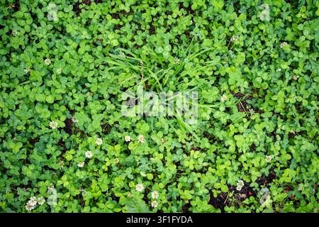 Top view of white clover with round green leaves and small white flowers growing in grass. Lush ground cover texture Stock Photo