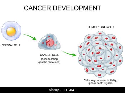 Cancer development. Cancer cell accumulating genetic mutations, and cells to grow uncontrollably ignore death signals. Tumor growth. Cell mutation, pr Stock Vector