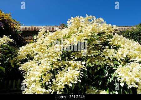 A spectacular climbing hydrangea vine covered in delicate white lace cap blossoms creeps up a traditional brick wall into a bright blue summer sky. Stock Photo