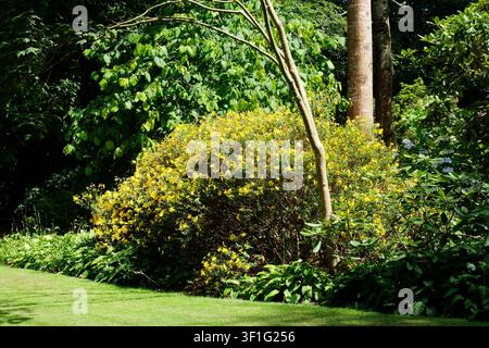 A dense, vibrant Hypericum ( St. John's Wort) shrub covered in bright yellow flowers grows alongside a green lawn and lush foliage in a sunny garden Stock Photo