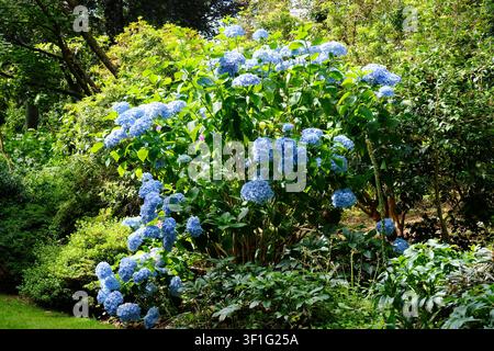 Lush blue mop head  hydrangea (Hydrangea macrophylla) bush blooming in a sunny English garden landscape Stock Photo