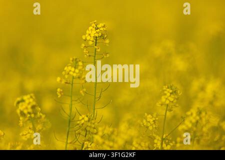 Close up of yellow rapeseed flowers blooming in a vibrant canola field in Poland Stock Photo