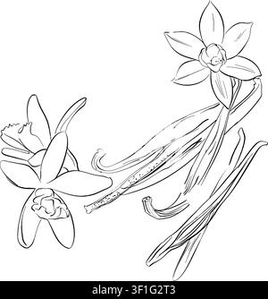 A refined black and white line art sketch of vanilla orchid flowers and bean pods, showcasing natural botanical beauty in a minimalist style. Stock Vector