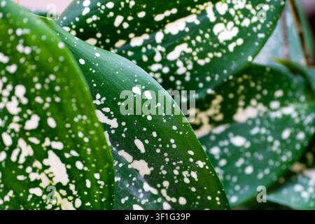 Macro close-up of Gold Dust Dracaena leaf texture with spotted variegation Stock Photo