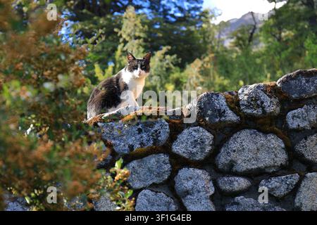 A black and white domestic cat sits calmly on a moss-covered stone wall surrounded by lush green vegetation in Patagonia near San Carlos de Bariloche, Stock Photo