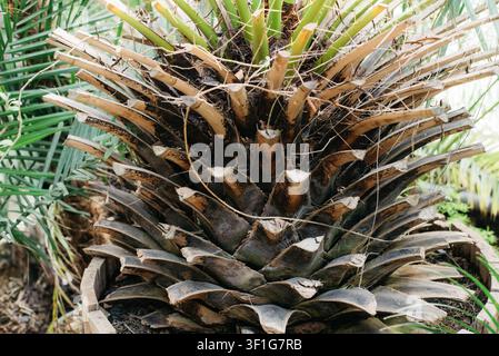 Textured trunk of a Canary Island date palm, Phoenix canariensis, with green fronds in a tropical garden. Natural botanical background for landscaping, travel, exotic plants, ecology, and Mediterranean garden design. Stock Photo