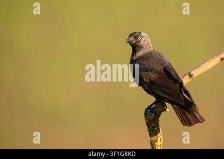 Eurasian jackdaw bird perched on a dry tree branch with a blurred green background in Hortobagy National Park, Hungary Stock Photo