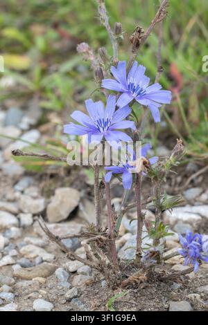 Closeup of a blue chicory flower (Cichorium intybus) growing on stony ground. Stock Photo