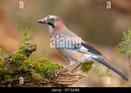 Eurasian jay (Garrulus glandarius) perched on a mossy tree stump. Wildlife photography. Stock Photo