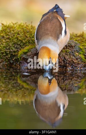 Hawfinch (Coccothraustes coccothraustes) drinking water from a pond with a clear mirror reflection. Wildlife photography. Stock Photo