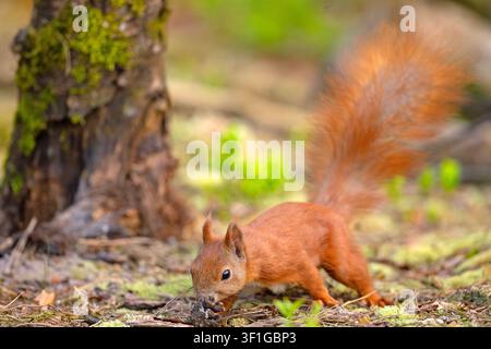 Eurasian red squirrel foraging on the mossy ground in a spring forest in Poland Stock Photo