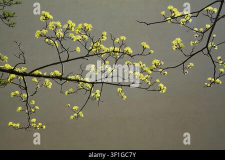 This beautiful botanical photograph captures a detailed close up view of a blooming norway maple acer platanoides tree branch during a bright sunny spring day. The camera focuses sharply on the Stock Photo