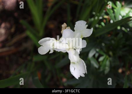 Siberian Iris, elegant, white, flag-like flowers, grass-like blue-green foliage (Iris-sibirica, Snow-Queen, Swans-in-Flight) (macro, close-up, exotic) Stock Photo
