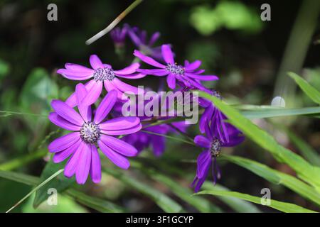 bouquet of Pericallis blossoms, vibrant magenta, deep blue flowers, white centers (Asteraceae, daisy) (macro, close-up, soft-sunlight) Stock Photo